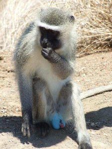 Male Vervet monkey with blue testicles eats a fruit