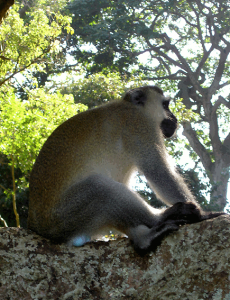 Male Vervet monkey with blue testicles sits astride a branch