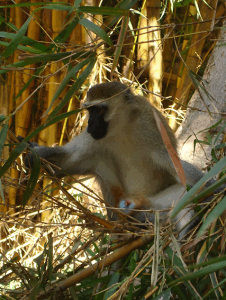 Male Vervet monkey with blue testicles rummages in the bamboo